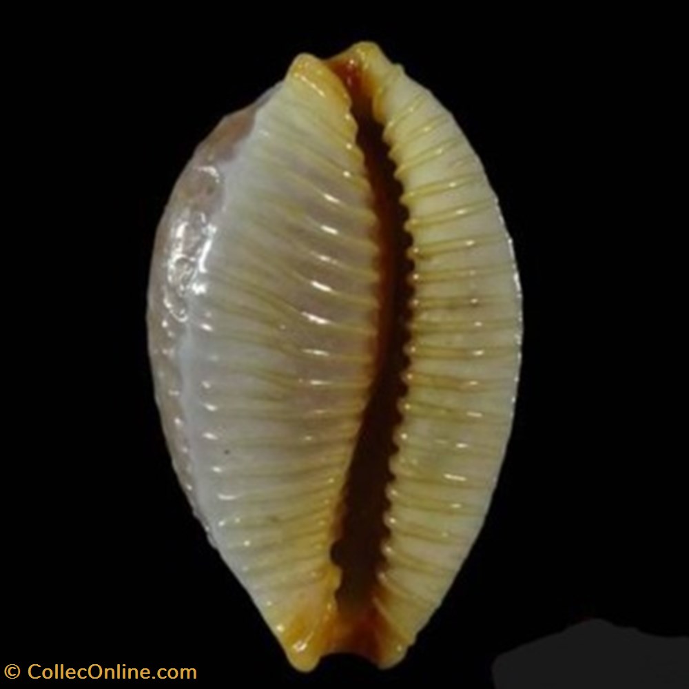 Staphylaea staphylaea coquillages fossiles staphylaea staphylaea