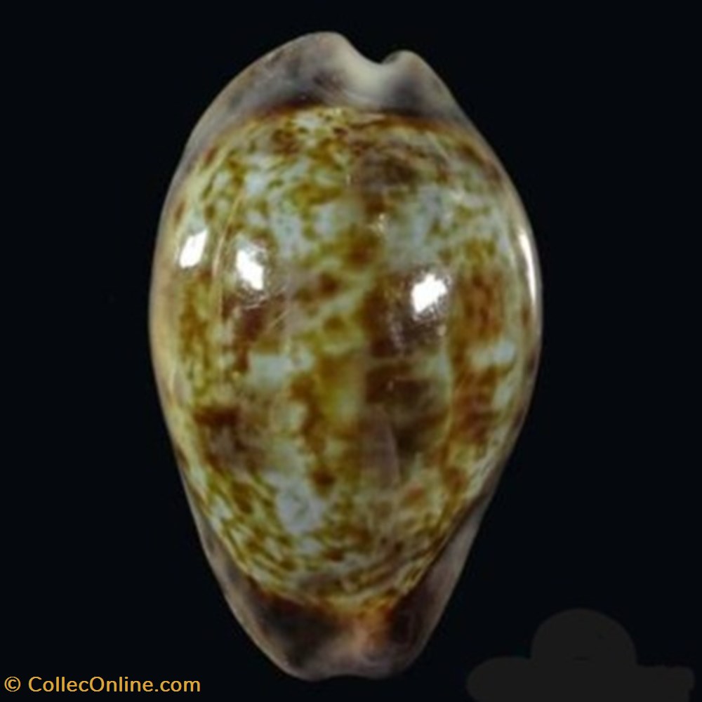 Zonaria zonaria coquillages fossiles zonaria zonaria
