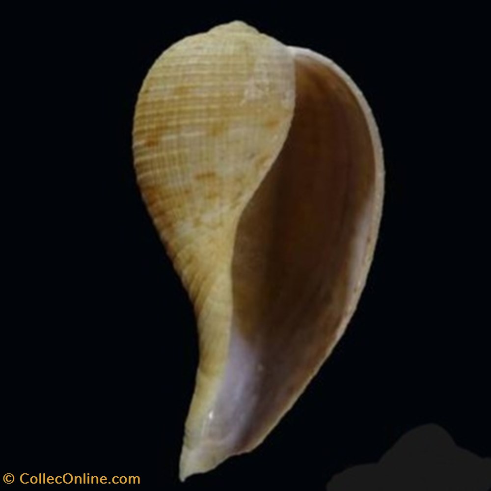 Ficus subintermedia coquillages fossiles ficus subintermedia
