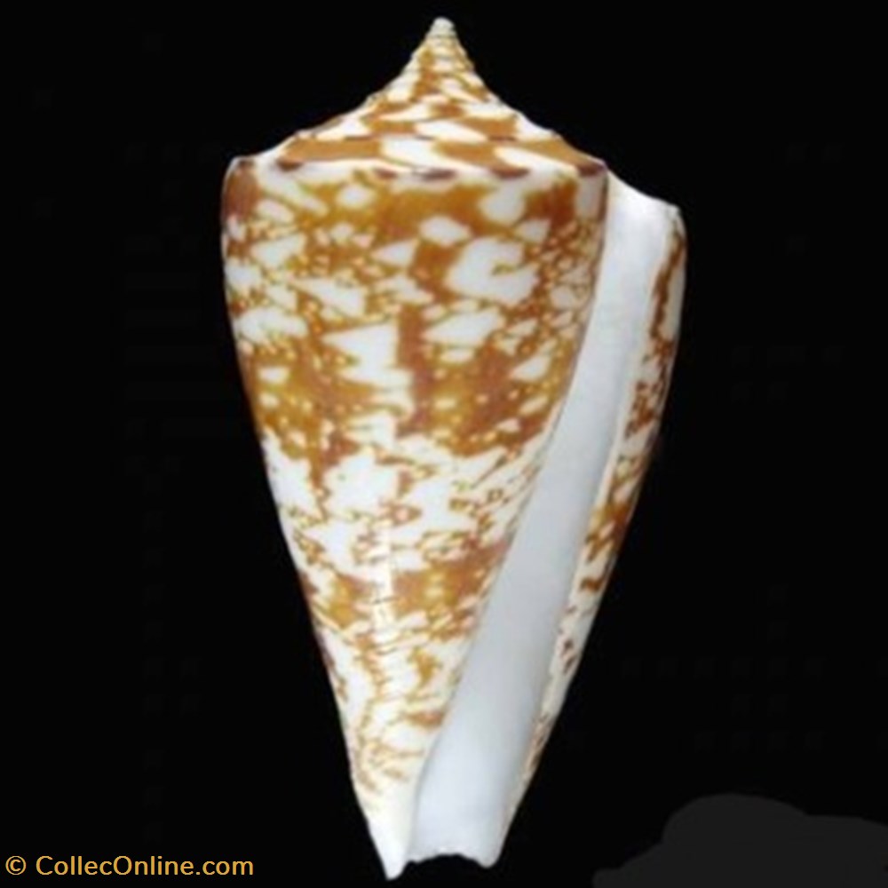 Conus amadis coquillages fossiles conus amadis