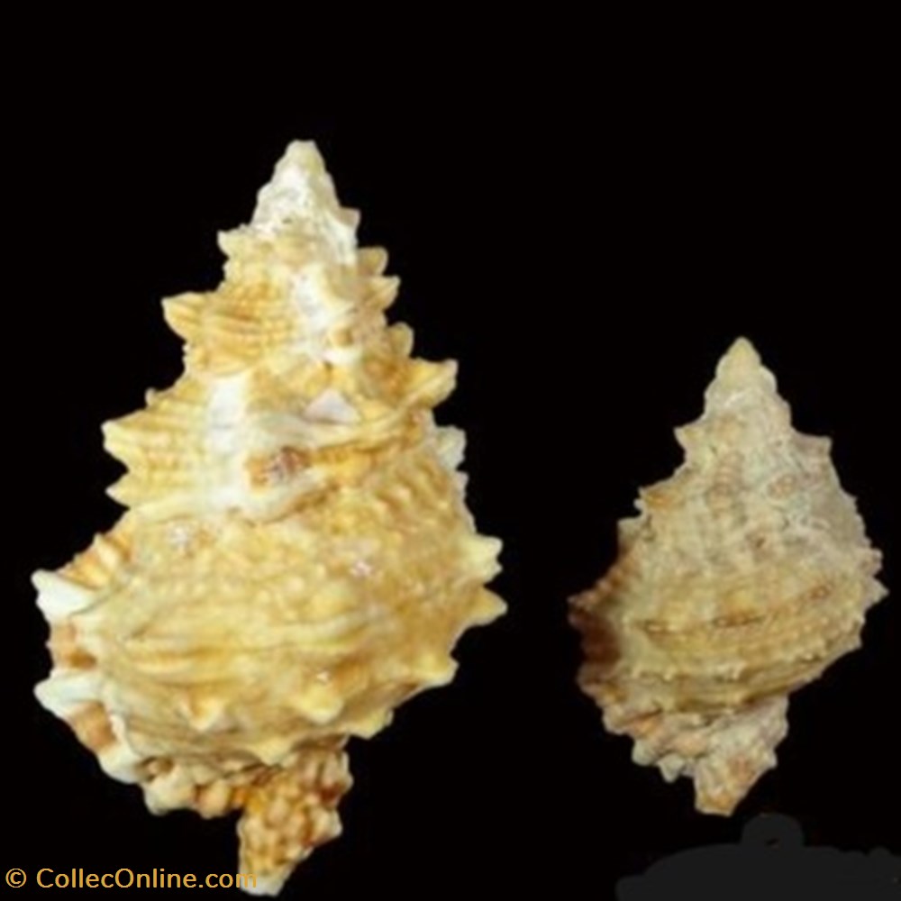 Tutufa rubeta - (Linnaeus 1758) coquillages fossiles tutufa rubeta linnaeus 1758