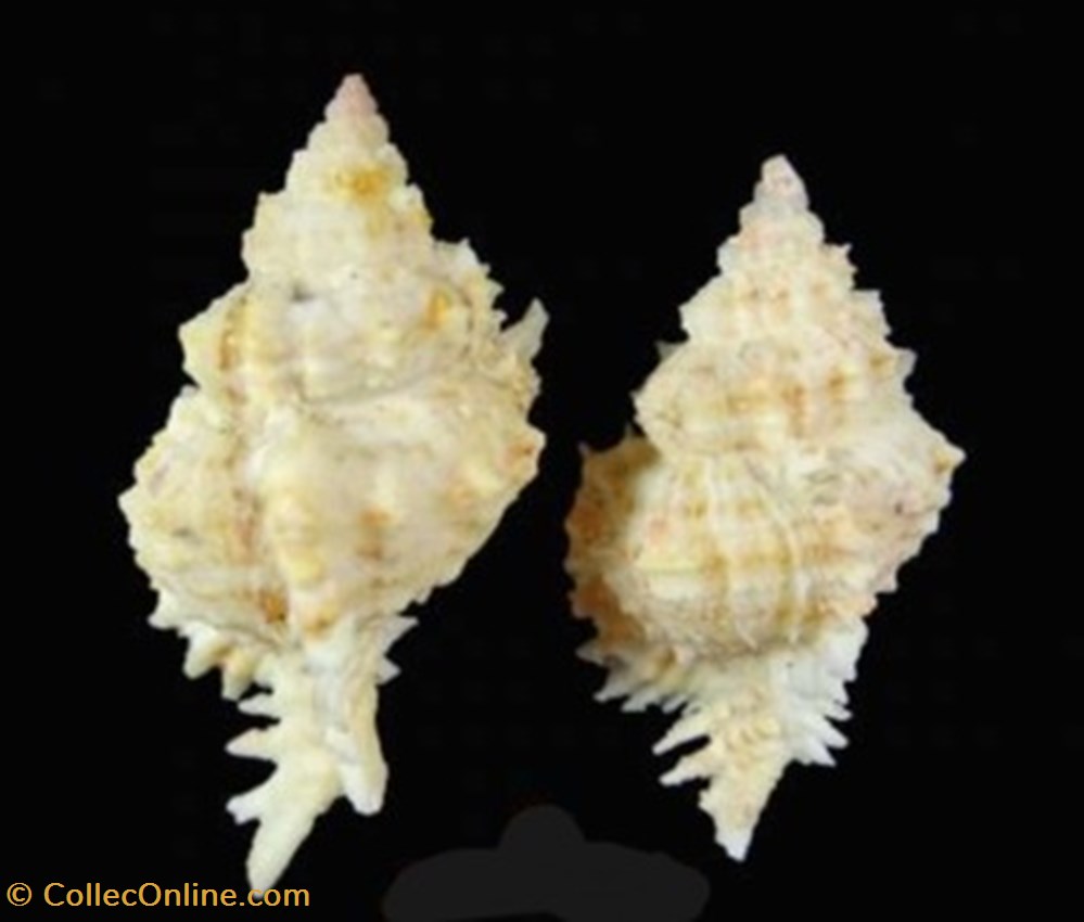 Phyllonotus superbus coquillages fossiles phyllonotus superbus