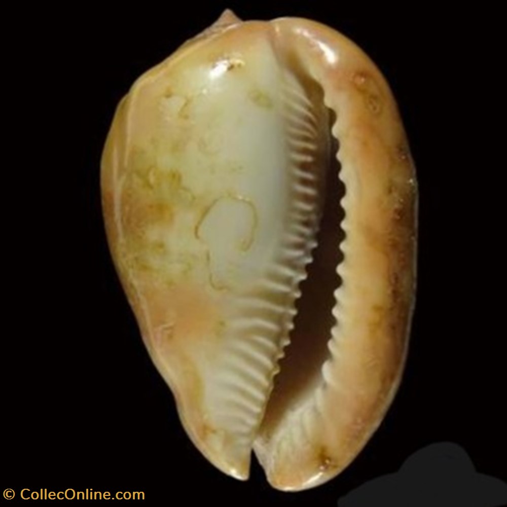 Cypraecassis testiculus senegalensis coquillages fossiles cypraecassis testiculus senegalensis