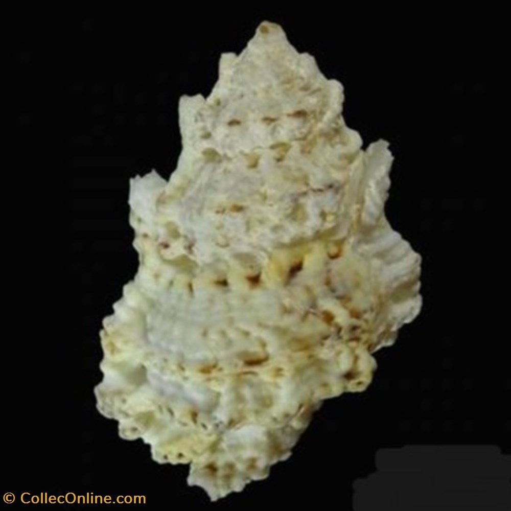 Bursa bufonia coquillages fossiles bursa bufonia