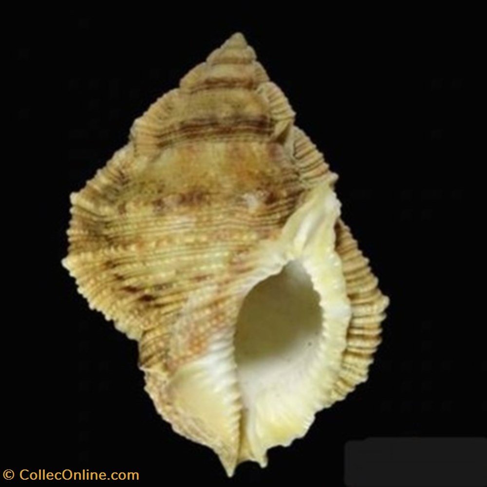 Bursina margaritula coquillages fossiles bursina margaritula