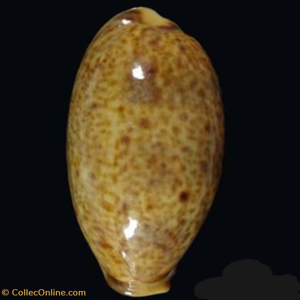 Lyncina Lynx coquillages fossiles lyncina lynx