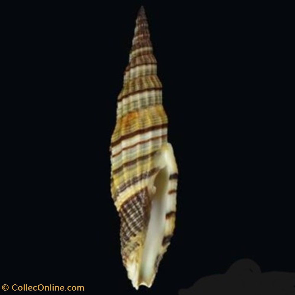 coquillages fossiles vexillum citrinum