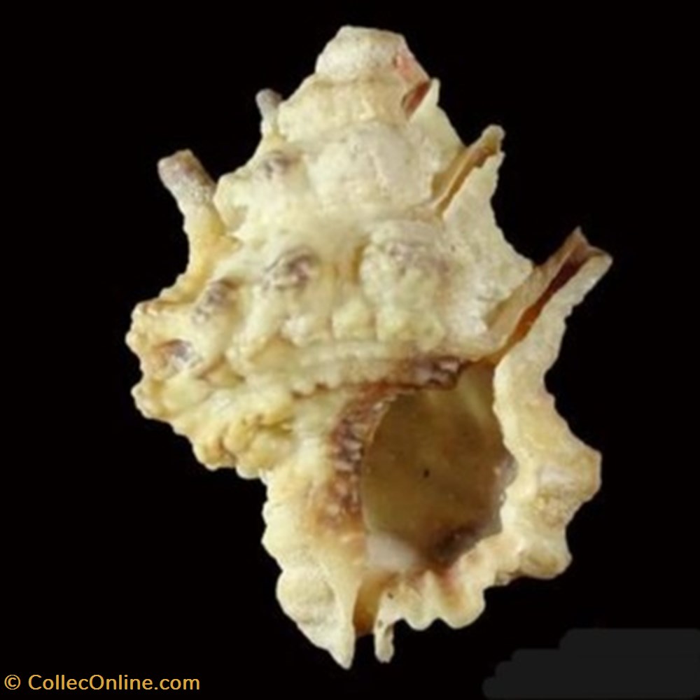 Bursa lamarckii coquillages fossiles bursa lamarckii
