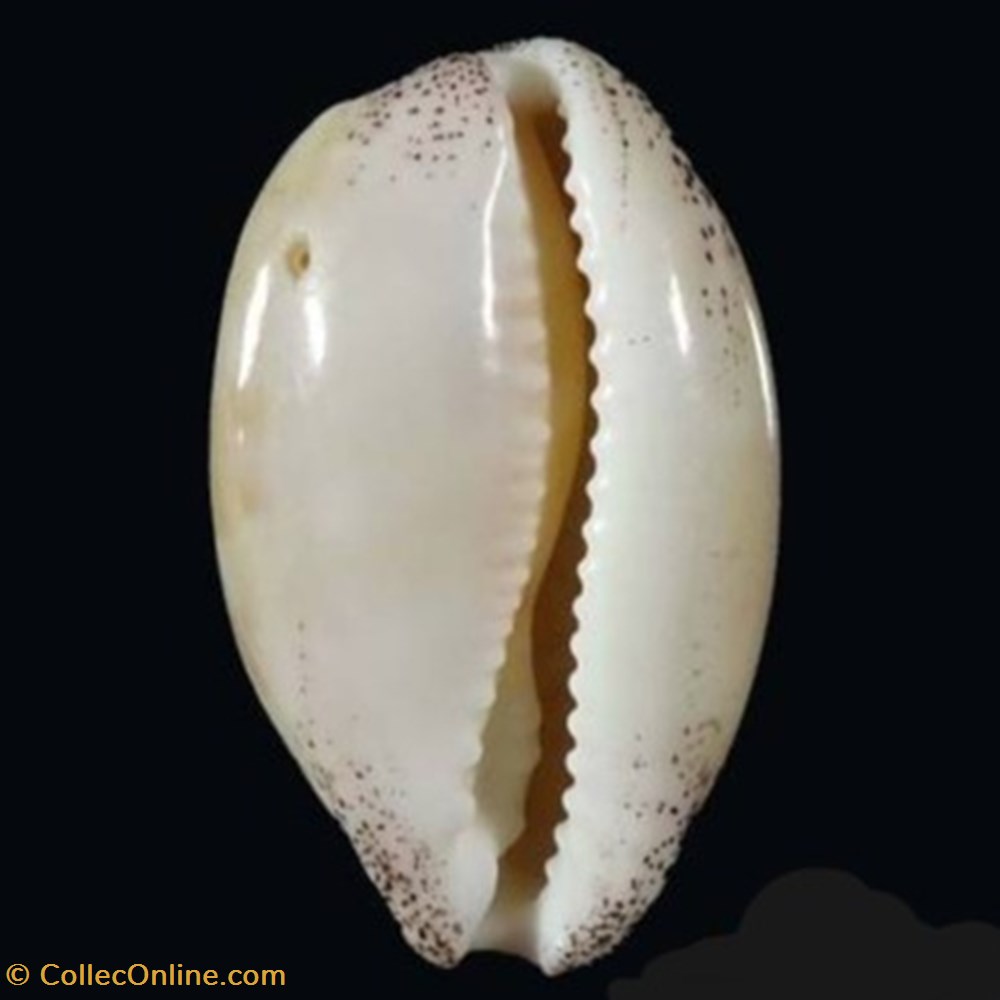 Luria cinerea coquillages fossiles luria cinerea
