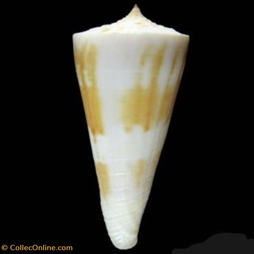 Conus tribblei coquillages fossiles conus tribblei