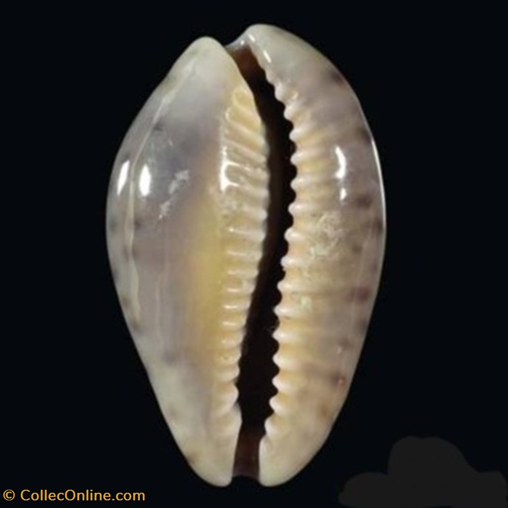 Zonaria zonaria coquillages fossiles zonaria zonaria