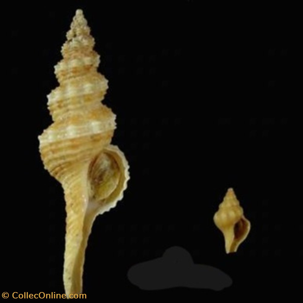 Fusinus pulchellus coquillages fossiles fusinus pulchellus