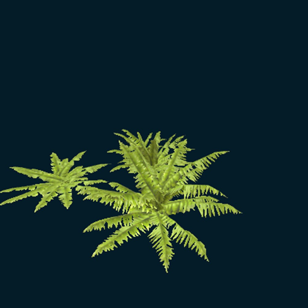 fern
