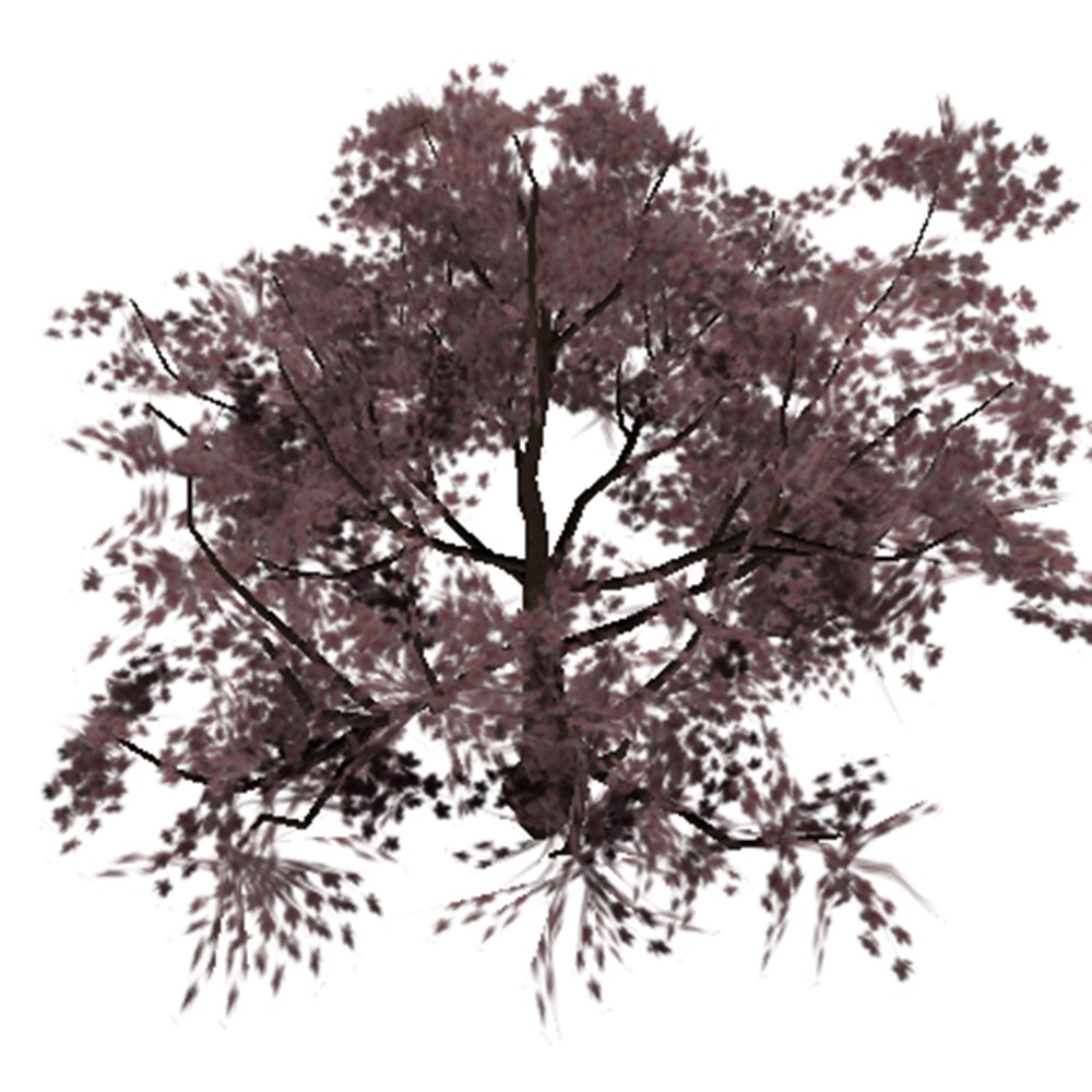 sakura tree
