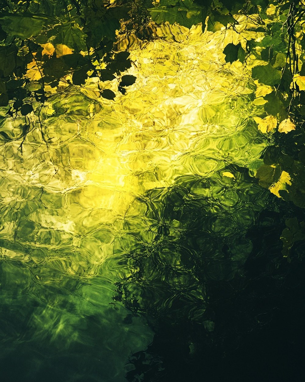 lumieres du sous bois