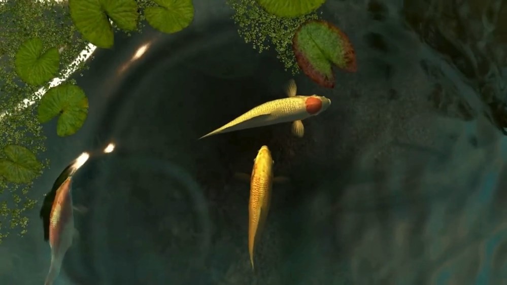 koi fish