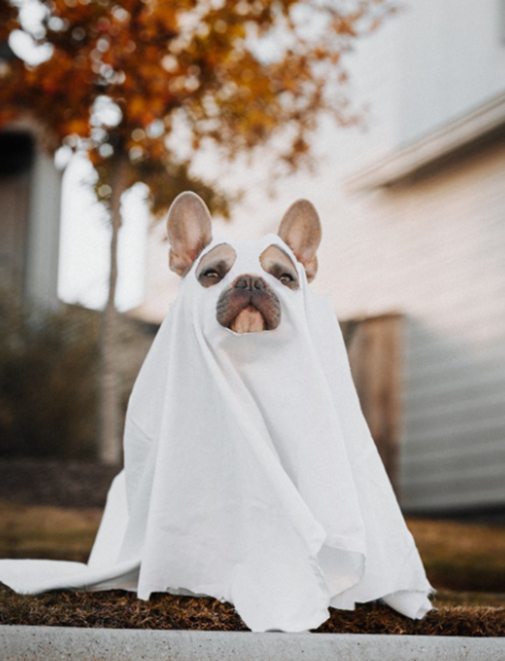 Cookie is also a ghost cookie is also a ghost