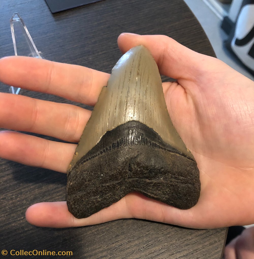 Dent de Megalodon coquillages fossiles vertebres dent de megalodon