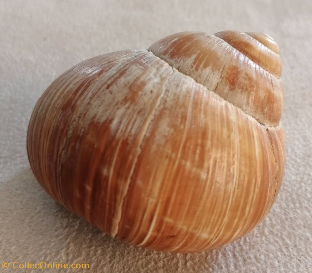 divers escargot
