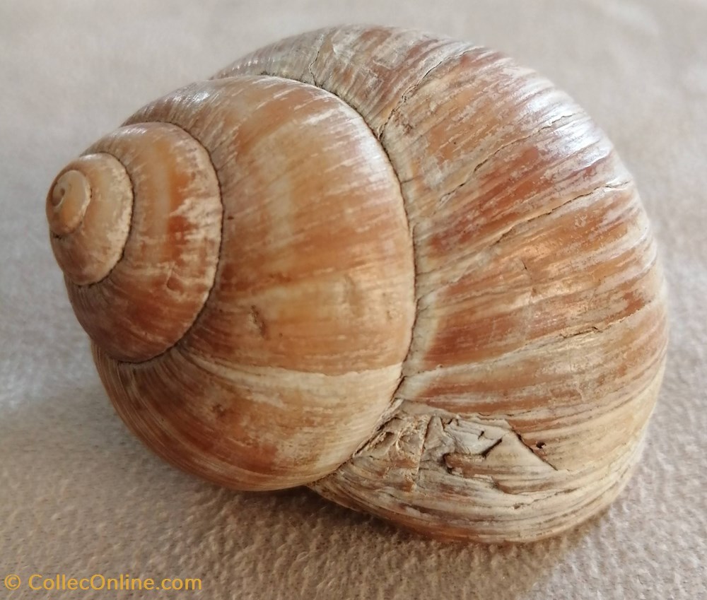 divers escargot