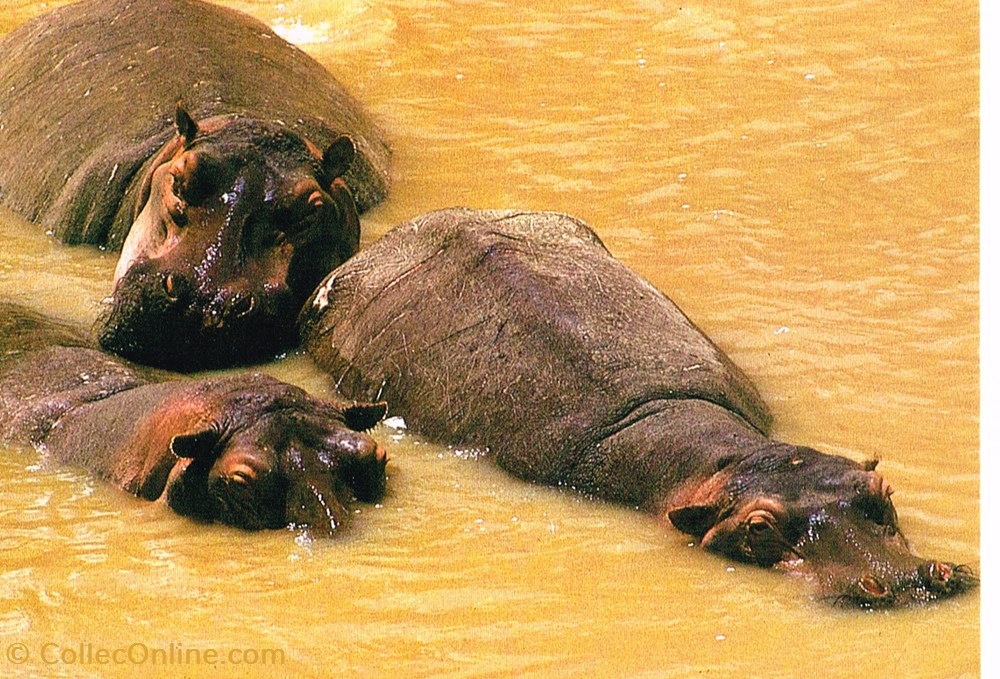 Kenya-Hippos cartes postales kenya hippos