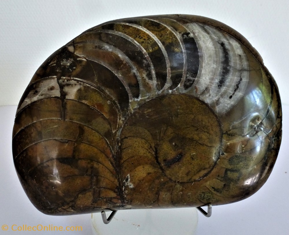 Amonite coquillages fossiles amonite