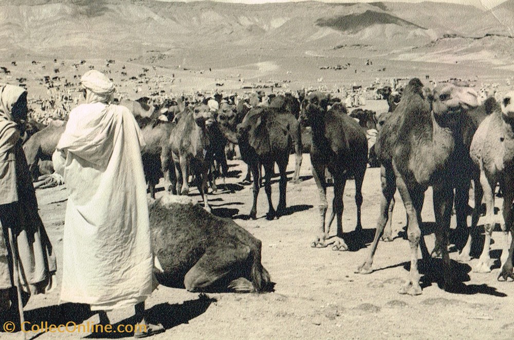 cartes postales maroc ouarzazate marche aux chameaux