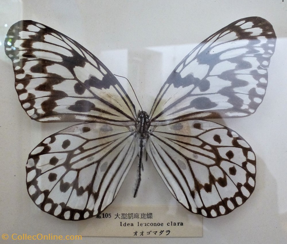 monde du vivant animaux arthropodes lepidoptere idea leuconoe clara