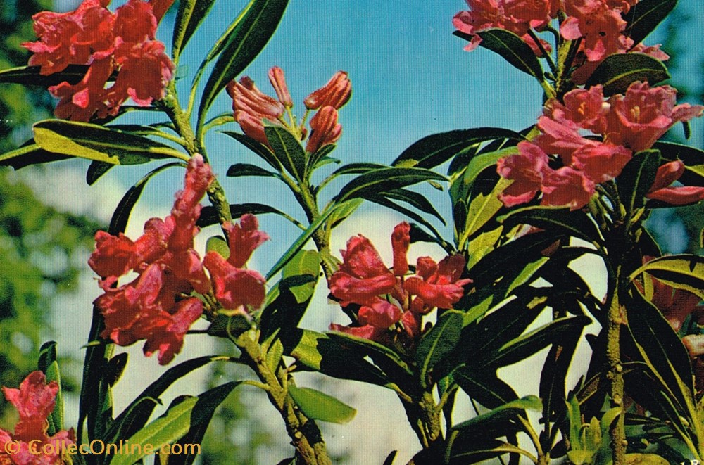France-Haute Savoie-Fleurs cartes postales france haute savoie fleurs