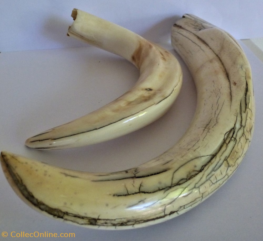art antiquites 5 dents de phacochere afrique