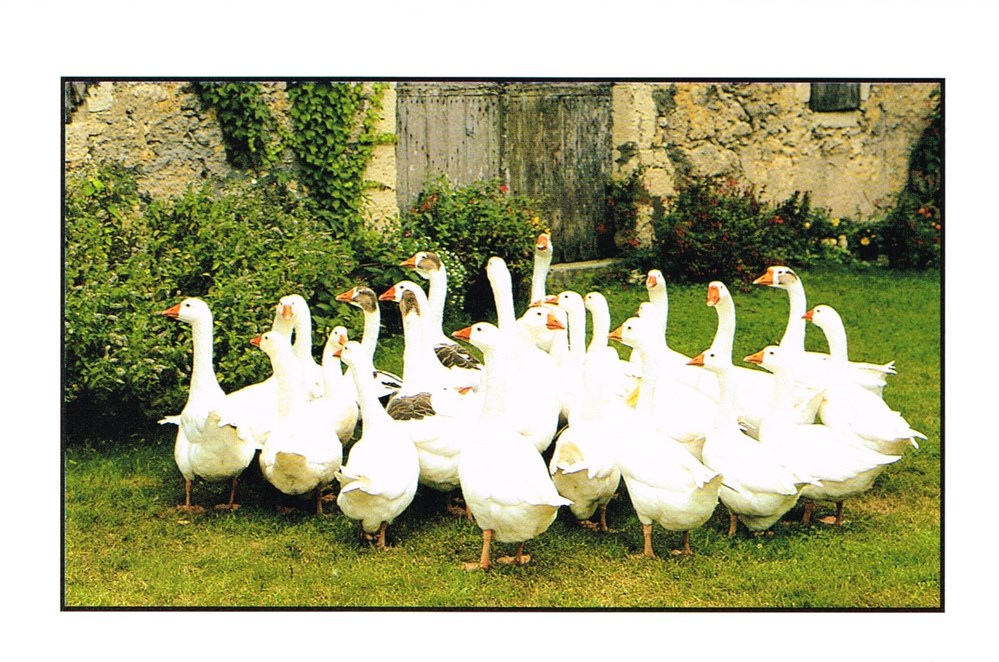 cartes postales france le perigord