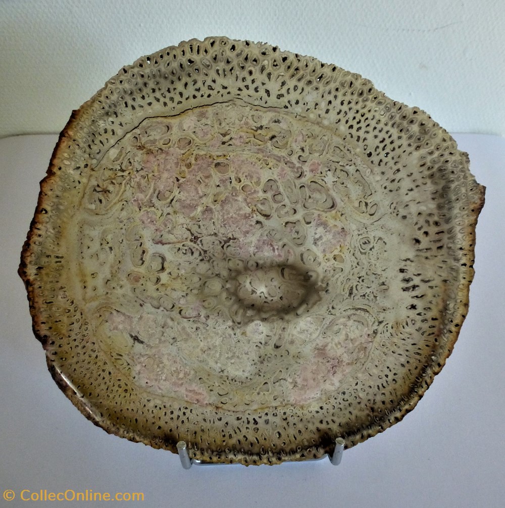 coquillages fossiles bois petrifie tretea singularis