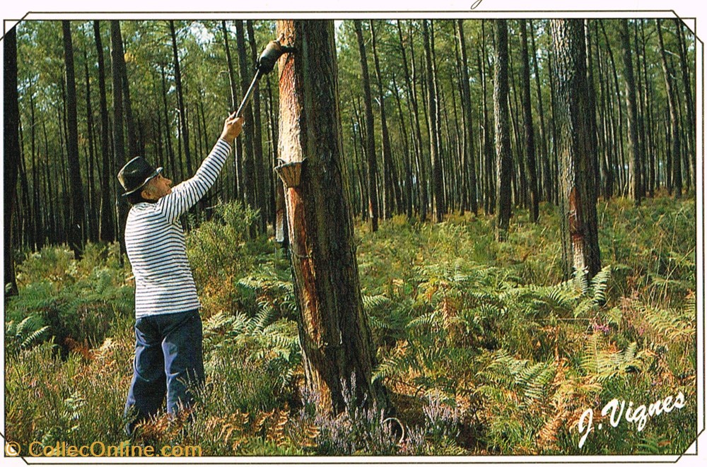 France-Landes-Gemmage cartes postales france landes gemmage