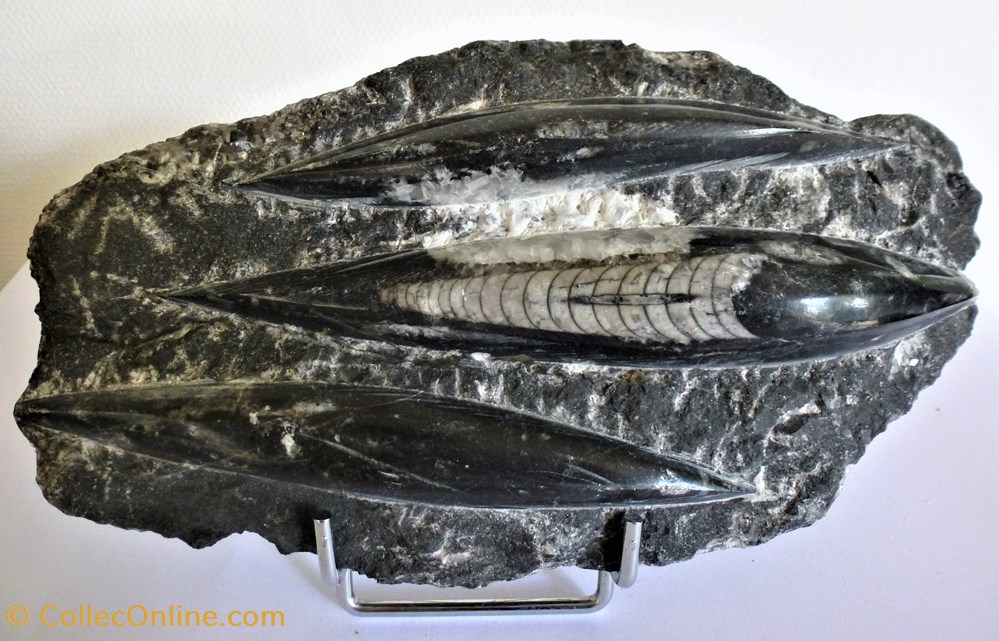 coquillages fossiles orthoceras