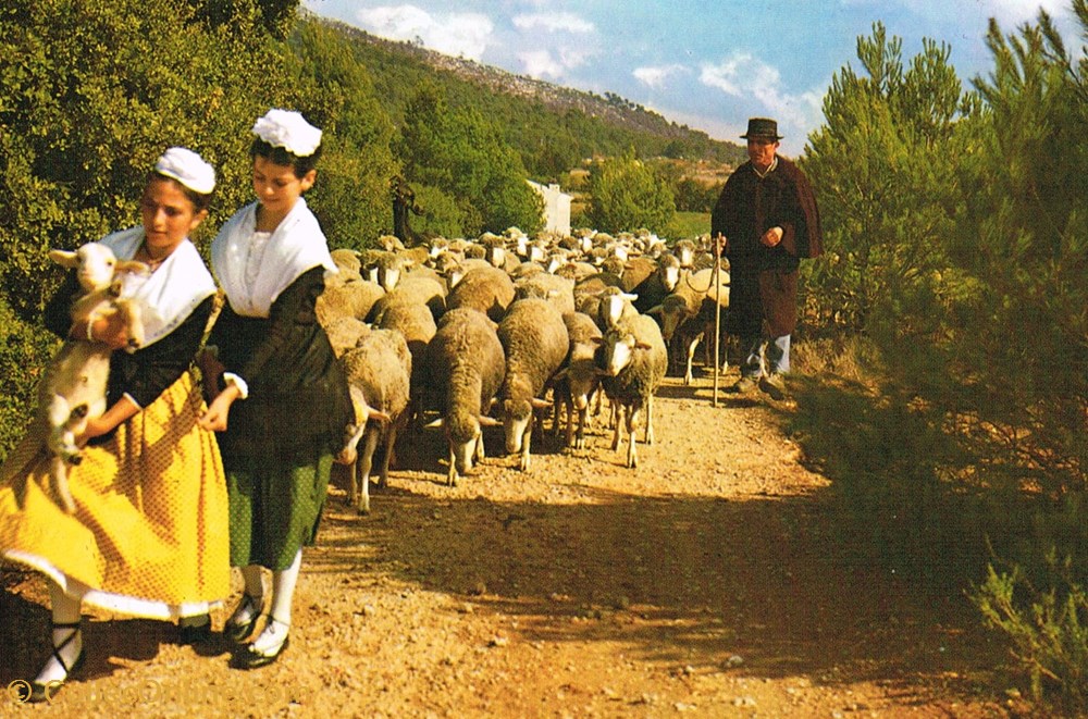France-Provence-Transhumance cartes postales france provence transhumance