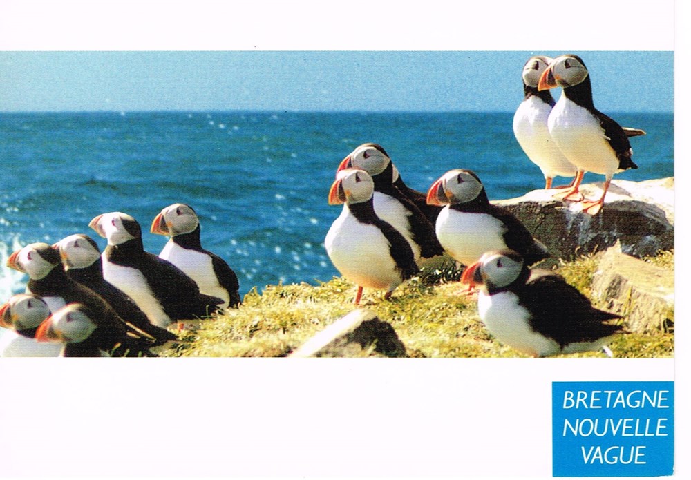 cartes postales france bretagne macareux au sept iles