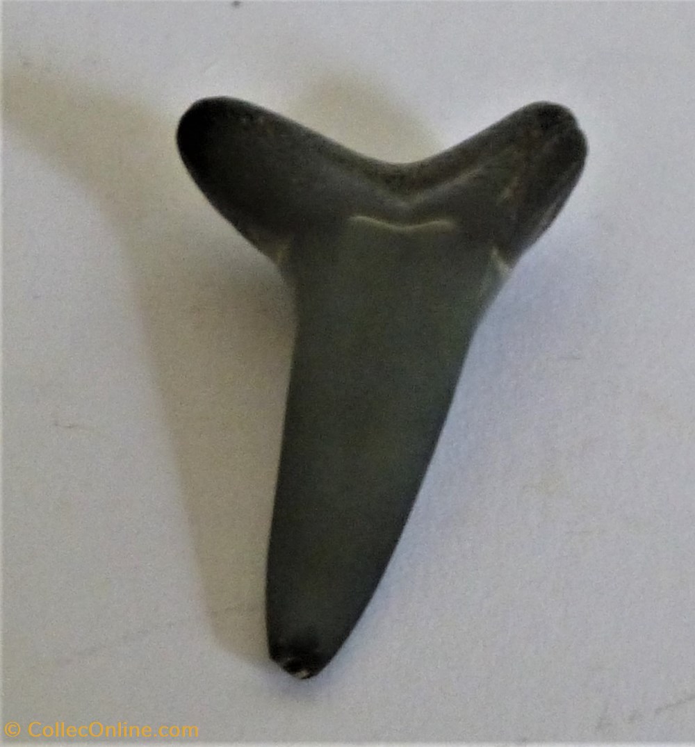 Striatolamia coquillages fossiles striatolamia
