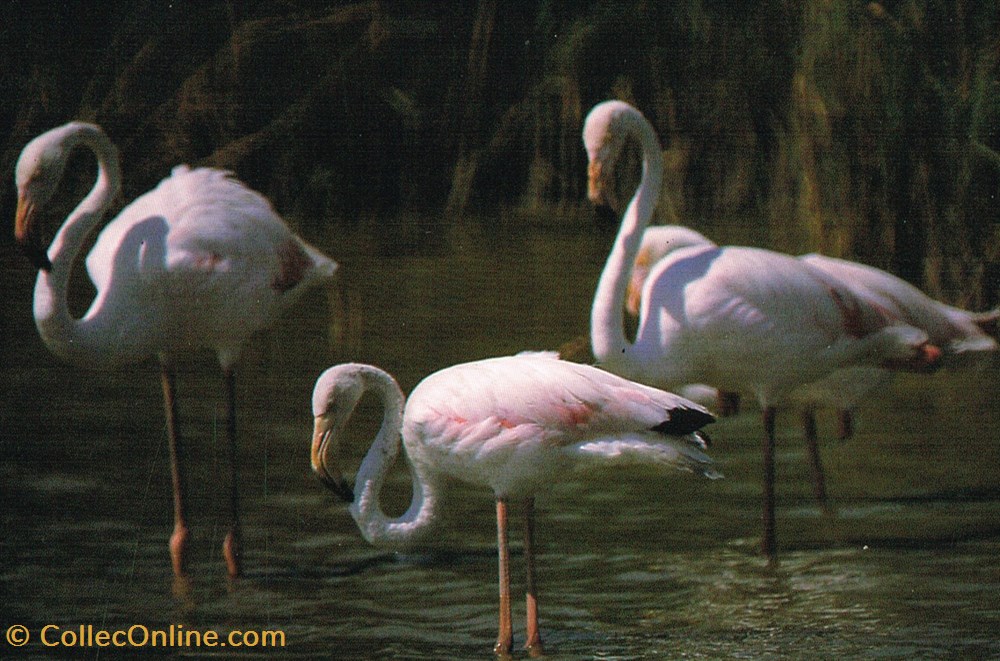 cartes postales france camargue