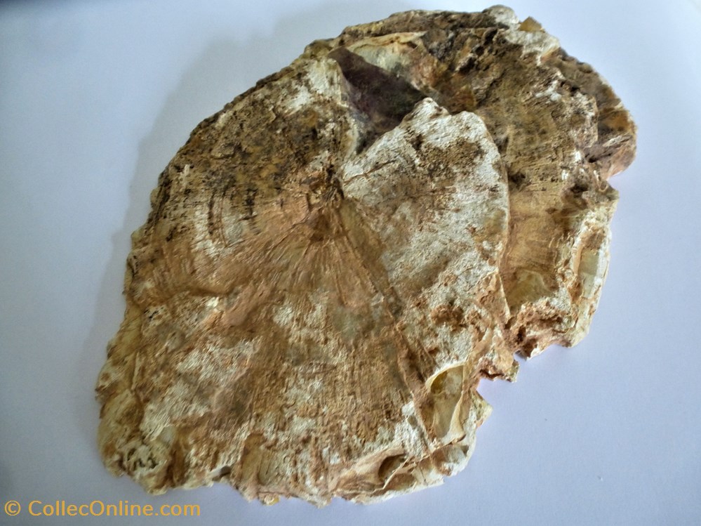 coquillages fossiles bois petrifie