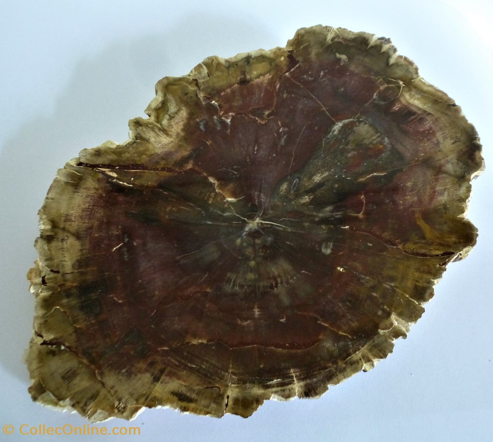 coquillages fossiles bois petrifie