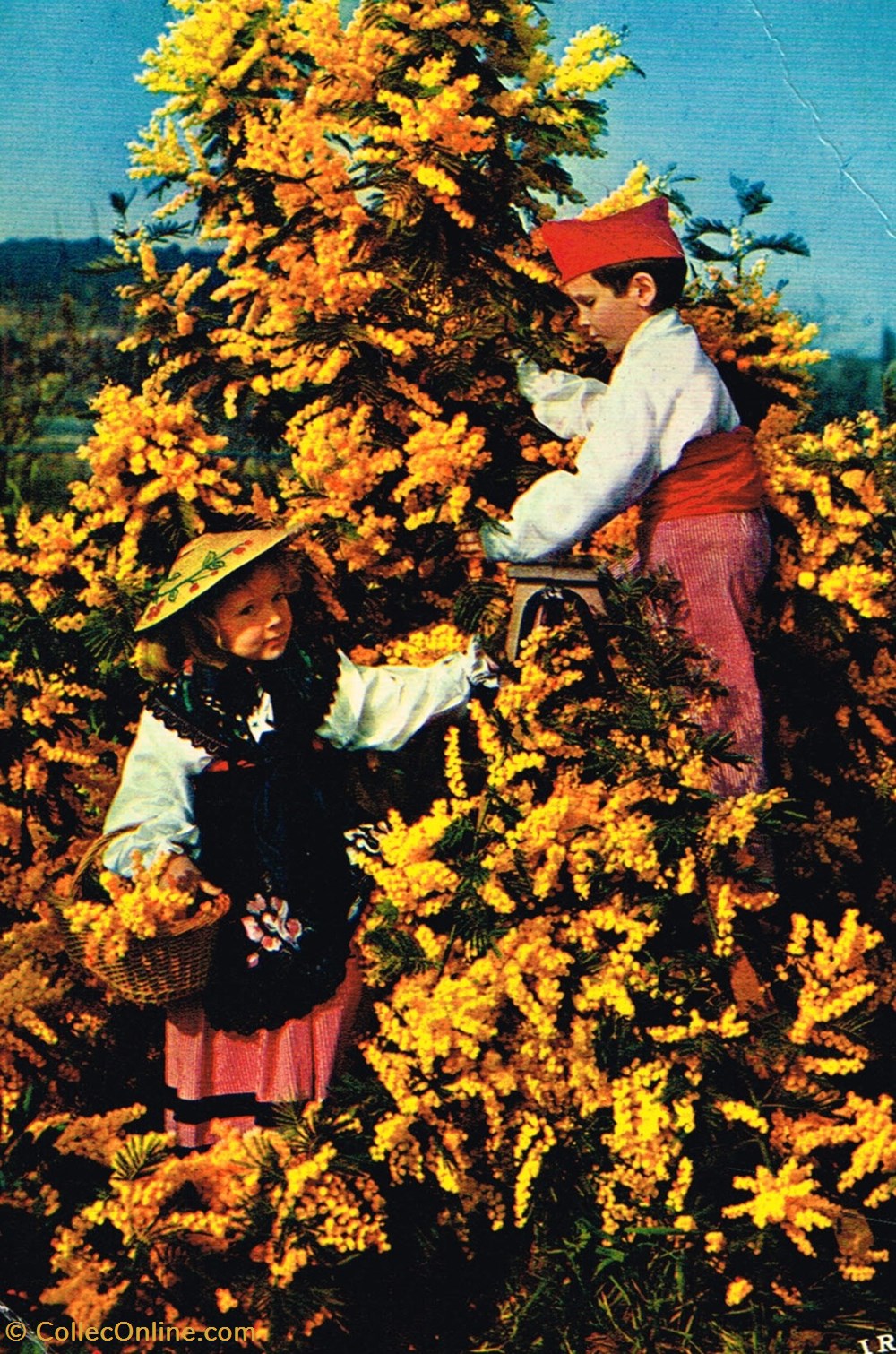 cartes postales france alpes maritimes les mimosas