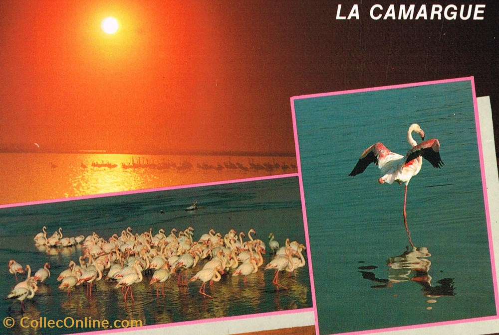 cartes postales france camargue