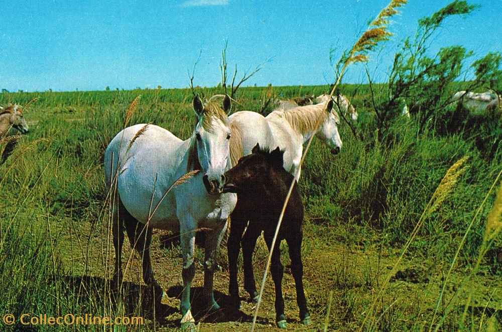 cartes postales france camargue