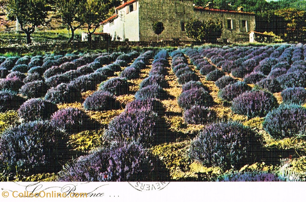 cartes postales france alpes martimes champ de lavande