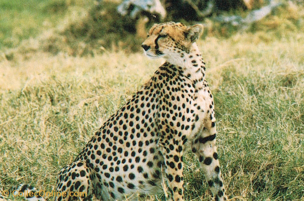 cartes postales kenya leopard