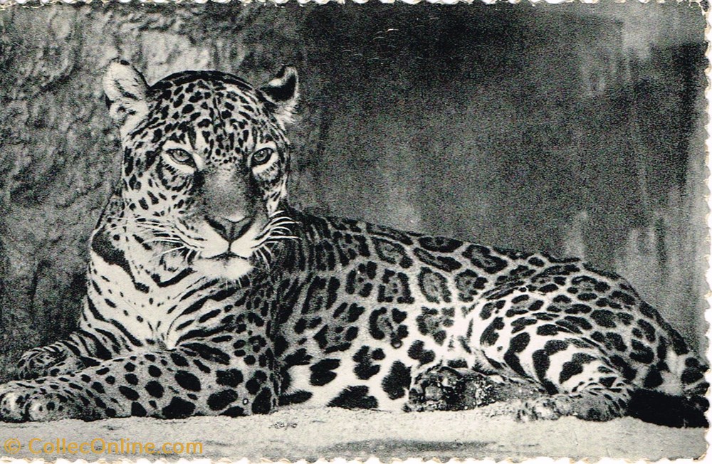 cartes postales belgique anvers jardin zoologique