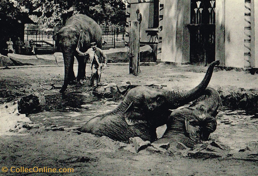 cartes postales belgique anvers jardin zoologique