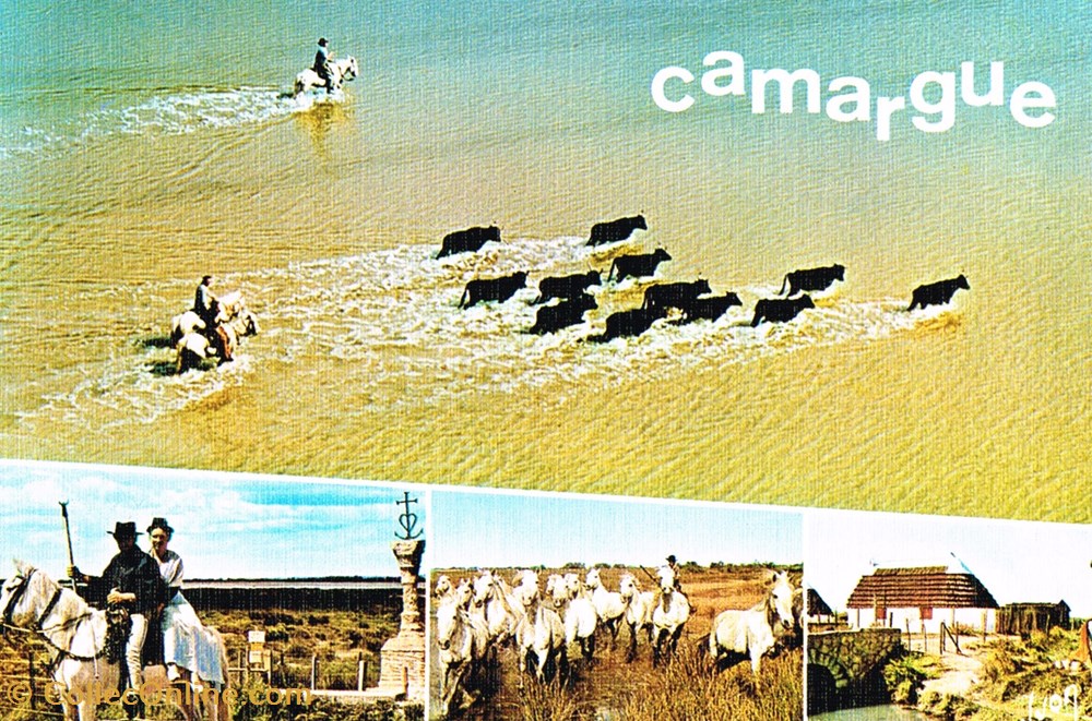 cartes postales france camargue