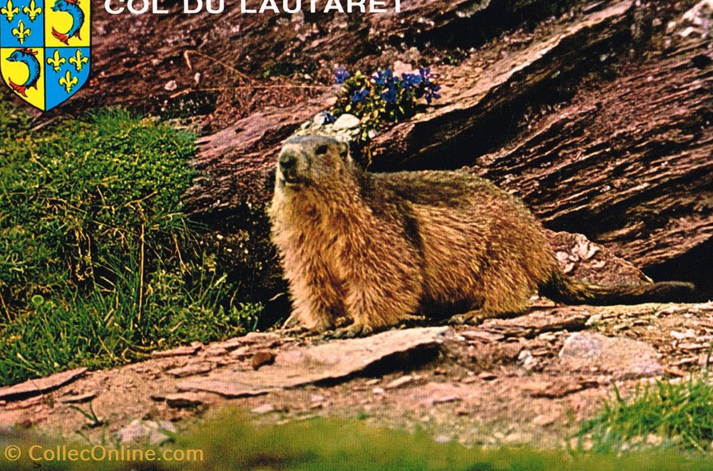 France-Hautes Alpes-Marmotte cartes postales france hautes alpes marmotte