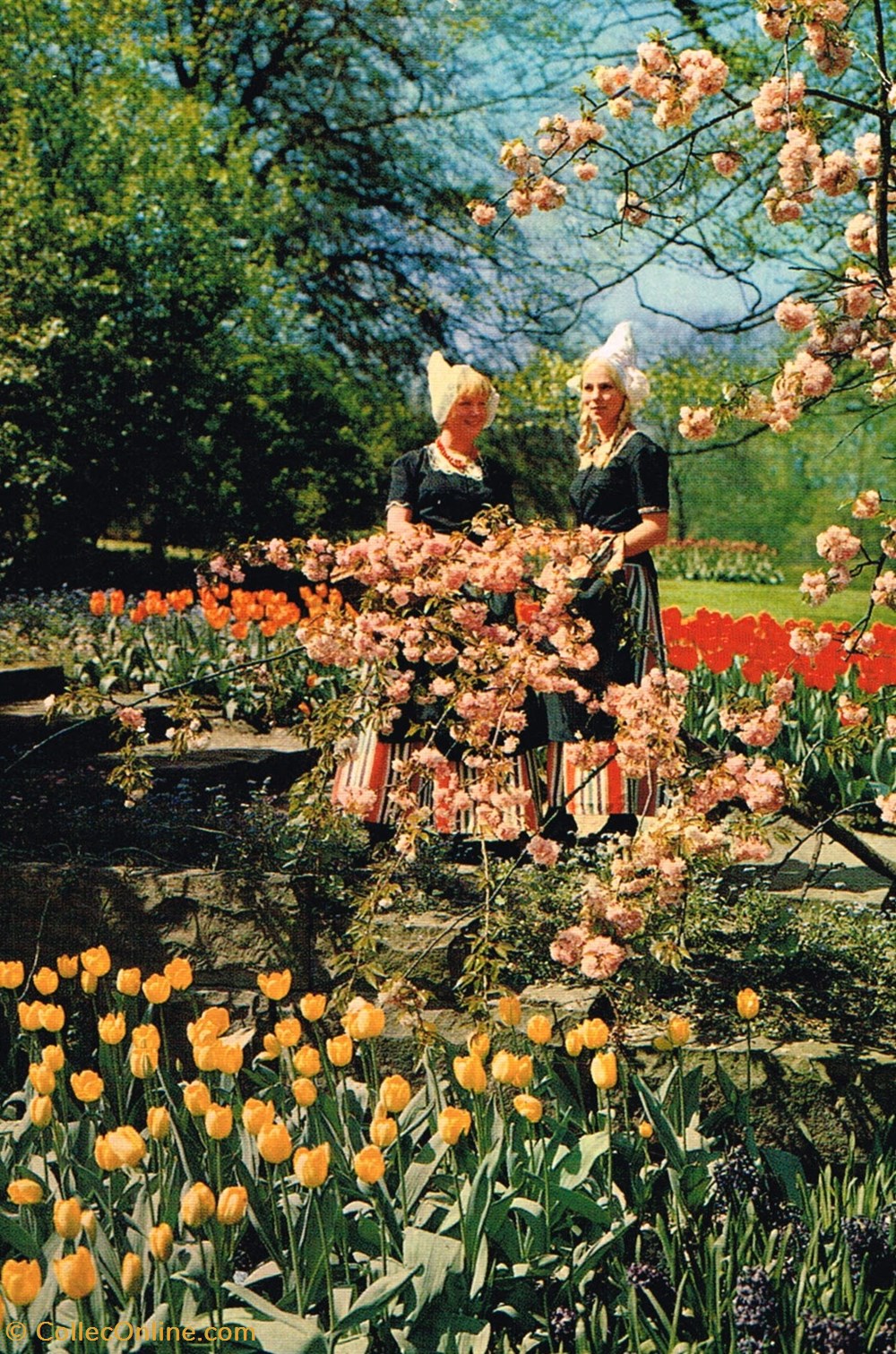 Pays-Bas-Fleurs cartes postales pays bas fleurs